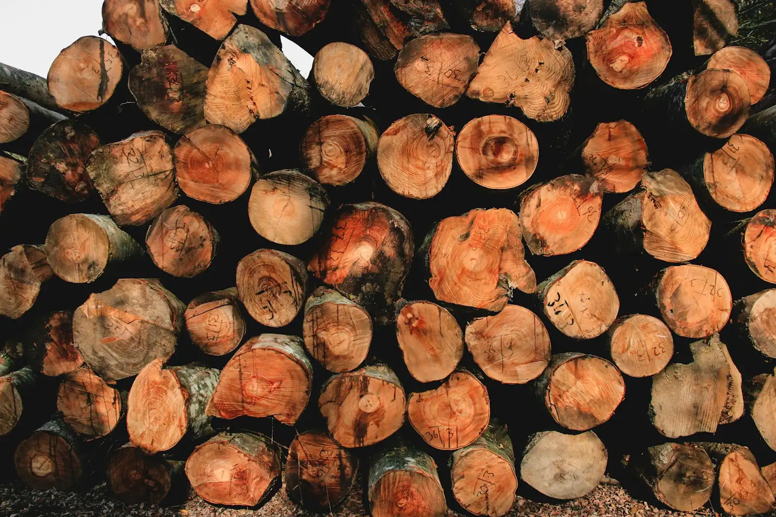 Tree Removal work for Ontario, CA homeowners