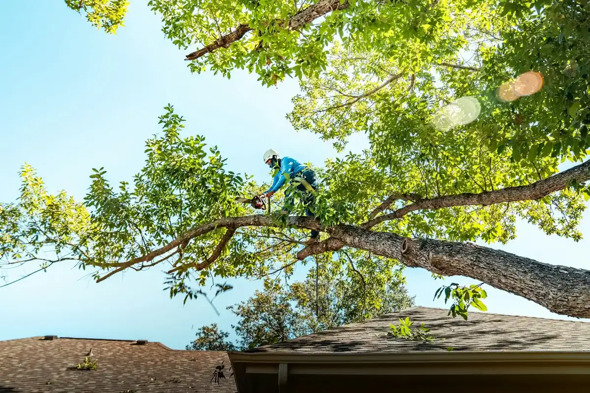 Tree crew pruning a tall shade tree over a home in Ontario, CA