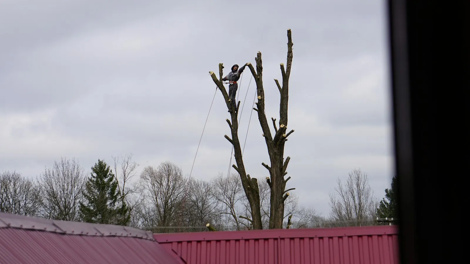 Climber roped into a canopy during a tree trimming job in Ontario, CA
