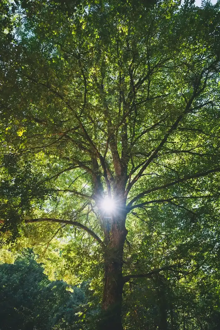 Tree Trimming & Pruning work for Ontario, CA homeowners
